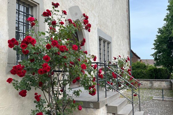 Schloss Greifensee